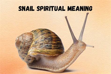 spiritual meaning of snail|Snail Symbolism and Meaning (Totem, Spirit and Omens).